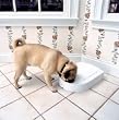 5-meal Pet Feeder-Control Their Portions-GREAT for when you are gone
