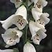 Digitalis purpurea Primrose Carousel (Foxglove)
