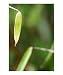 Abstract bamboo leaves Photographic Poster Print by Abby Rex, 16x20