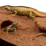 Zoo Med Excavator Clay Burrowing Reptile Substrate