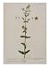 St. John's Wort, Plate 15 from 