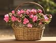 Azalea Basket in Wicker Basket-Great Housewarming Gift- Ships Via 2-Day Air!