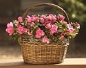 Azalea Basket - Floral Plants in Wicker Basket - Perfect for Mother's Day!