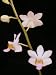 Doritis pulcherrima (Phalaneopsis Orchid plant)