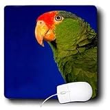 Birds - Green Cheeked Amazon Parrot - Mouse Pads