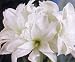 Outdoor Living : Flower Bulb Sale: Double Amaryllis "White Peacock", like a cloud of beauty for indoors.