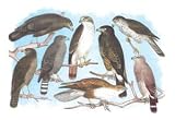 Coopers, Grubers, Harlan and Harris Buzzards, and Chicken Hawk - 12x18 Framed Print in Black Frame (