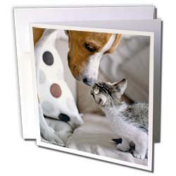 VWPics Cats and Dogs - Dog and Kitten nose to nose - Greeting Cards-6 Greeting Cards with envelopes On Sale