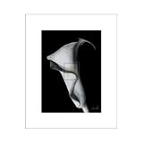 Arum Lily I Poster Print