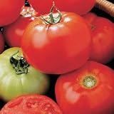Tomato Seeds - Tomato Bush Celebrity Hybrid