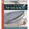 Books I use for a Kindergarten Science unit on Oceans