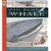 Big Blue Whale: Read and Wonder