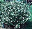 Burkwood Viburnum Five Gallon