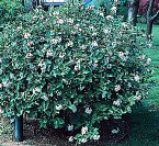 Burkwood Viburnum Five Gallon