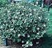 Burkwood Viburnum Five Gallon