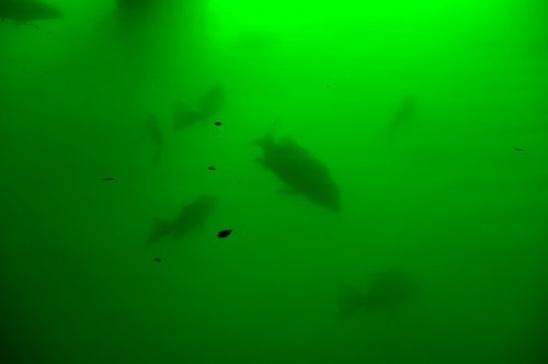 Fishing Light - 175w Dock / Pond Submersible Underwater Light, 120 Volt