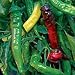 Organic Nardello Sweet Pepper 50 Seeds