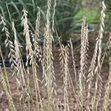 Bouteloua curtipendula (Side-Oats Grama) - Bulk Wildflower Seeds