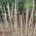 Bouteloua curtipendula (Side-Oats Grama) - Bulk Wildflower Seeds