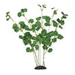 Hydrocotyle Silk Plant - Bushy - 13 in.
