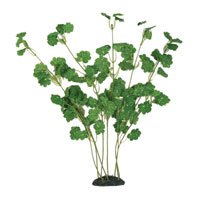 Hydrocotyle Silk Plant - Bushy - 13 in.