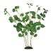 Hydrocotyle Silk Plant - Bushy - 13 in.