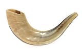 11-12 Kosher Rams Horn Polished Shofar Made in Israel