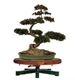 31JNSbwahHL. SL160  Table Top Bonsai Tree Turntable Workstand