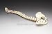 Bucky Skeleton Spine 4th Quality!!