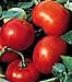 Early Goliath Tomato 4 Plants - Blemish Free - Prolific