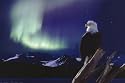 Eagle, Aurora Borealis Education Poster Print, 36x24