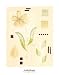 Posters: Gaelle Cicarda Poster Reproduction - Dordogne Dahlia (70 x 56 cm)
