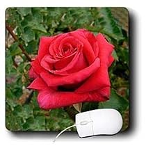 Flowers - Red HT Rose - Mouse Pads