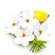 Lemon Brooch by Cilea