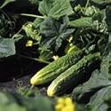 SUTTONS SEEDS: Cucumber Long Green Ridge Seeds (20 seeds)