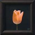 Tulip Botanical Framed Art Poster Print by Mitch Ostapchuk, 8x8