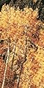 Paper Birch, 3-4 Foot Tree