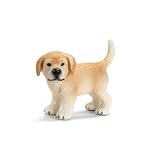 Golden Retriever Puppy, stand.