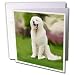 Dogs Kuvasz - Kuvasz - Greeting Cards-12 Greeting Cards with envelopes