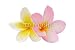 Wallmonkeys Peel and Stick Wall Decals - Two Frangipani Flowers Isolated on White - Removable Graphic