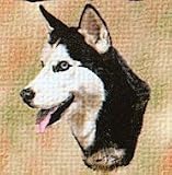 Siberian Husky Woven Lap Square (Throw Blanket)