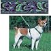 Splash - Lupine Adjustable Roman Style Harness 1 in. x 24 in. x 38 in.