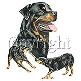 Rottweiler Womens Scoop Neck T-Shirt