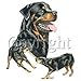 Rottweiler Adult T-Shirt