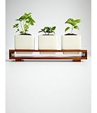 culinary herb growing kit