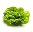 Kopfsalat