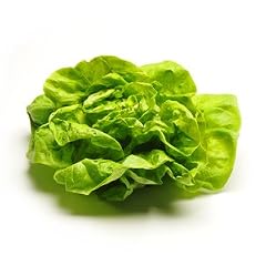 Kopfsalat