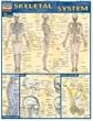 Skeletal System (Quick Study Academic)