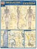 Skeletal System (Quickstudy: Academic)