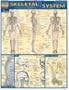 Skeletal System (Quickstudy: Academic)